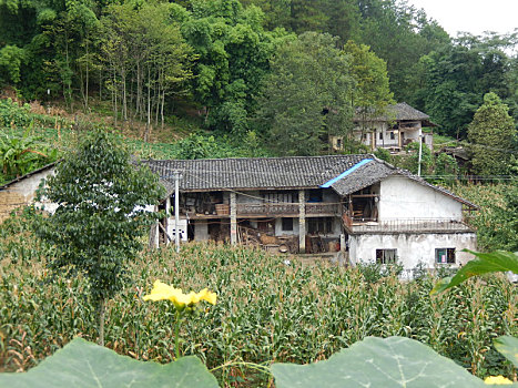 重庆市云阳县外郎乡的农村畜牧肉牛