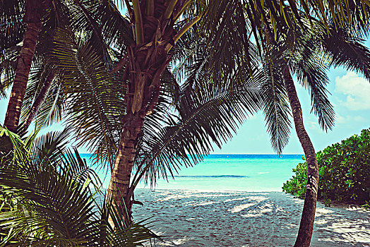棕榈树,沙滩