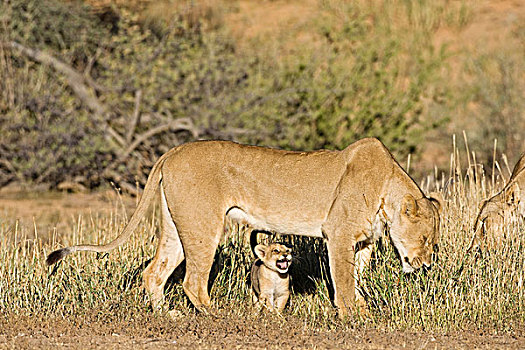 狮子,雌狮,幼兽,卡拉哈迪,国家公园,南非,博茨瓦纳,非洲