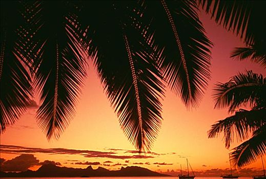 法属玻利尼西亚,塔希提岛,风景,茉莉亚岛,日落,剪影,棕榈树