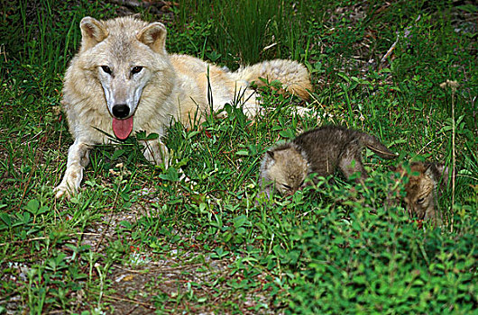 北极狼,狼,母亲,幼仔,阿拉斯加