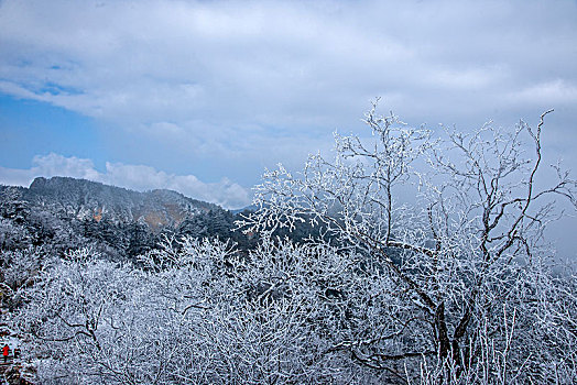 四川大邑县西岭雪山丛林中的冰挂雾凇