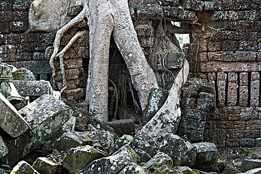 树,石头,塔普伦寺,庙宇,吴哥,考古,公园,收获,柬埔寨