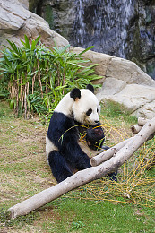 熊猫瀑布图片
