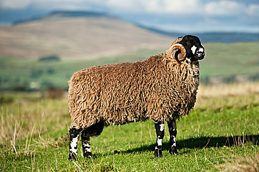 公羊,传统,山,草场,北约克郡,英格兰
