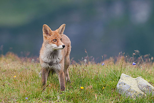 红狐,狐属,站立,阿尔卑斯草甸,提洛尔,奥地利,欧洲