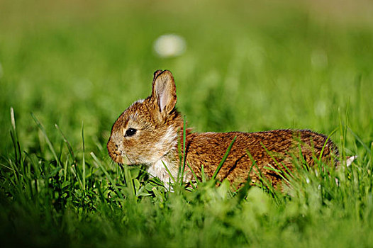 小兔,草丛