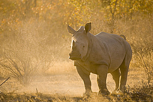 纳米比亚,露营,埃托沙国家公园,白犀牛,幼兽