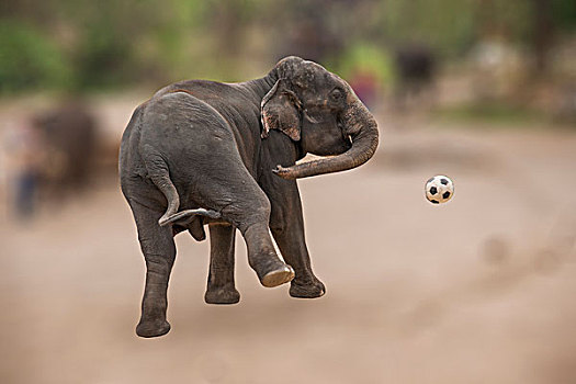 泰國清邁大象訓練營的大象表演