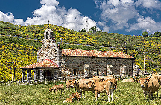 西班牙,国家公园,欧洲,省,莱昂,母牛,正面,小教堂