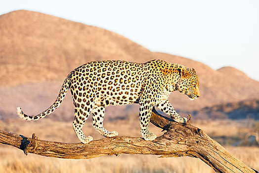 豹,树上,纳米比亚,非洲