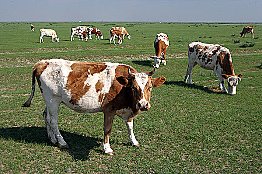 内蒙草原上的牛群