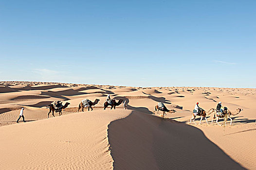 旅游,骆驼,跋涉,单峰骆驼,沙丘,撒哈拉沙漠,沙漠,杜兹,南方,突尼斯,北非,非洲