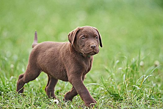 拉布拉多犬,巧克力,褐色,小狗,草地,正面,跑