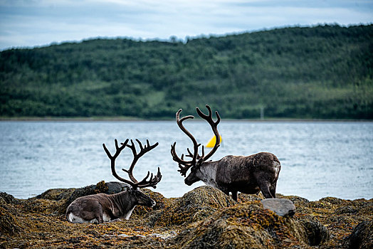 驯鹿,海岸线,靠近,城镇,特罗姆瑟,挪威,北极圈,圆