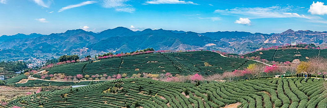 福建省,漳平市,永福,阿里山,樱花园,自然环境