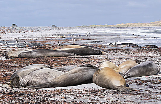 象海豹,群,雄性,沙滩,雄性动物,交际,饲养,季节,福克兰群岛