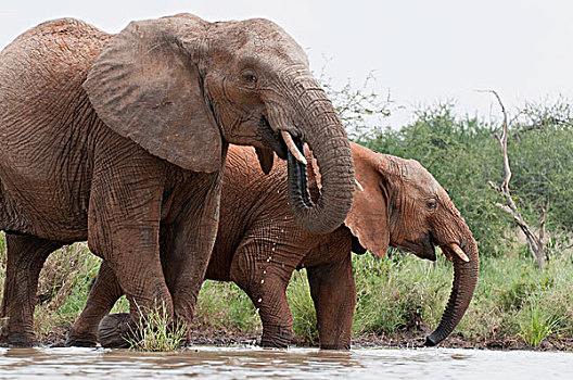 非洲象,一对,喝,牧场,肯尼亚
