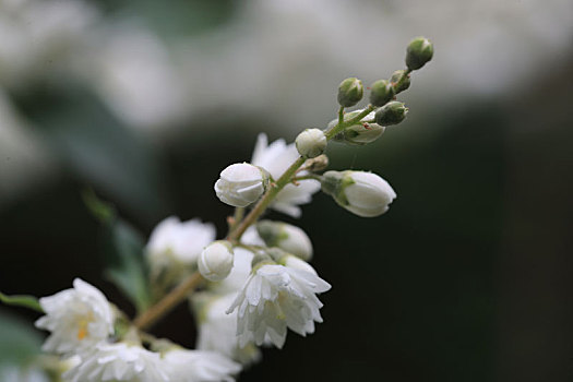 溲疏树上的白花