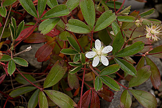 五叶饰,花,挪威,欧洲