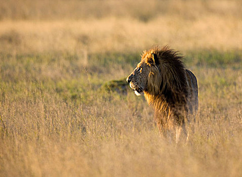 狮子,晚间,亮光,马瑞米国家公园,莫勒米野生动植物保护区,奥卡万戈三角洲,博茨瓦纳,非洲