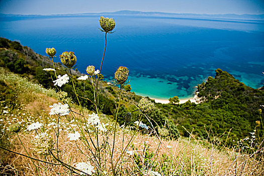 希腊,海其迪奇,自然风光,沿岸,风景,野花,前景