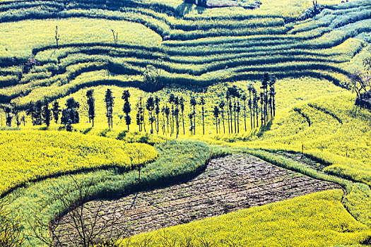 螺丝,油菜花