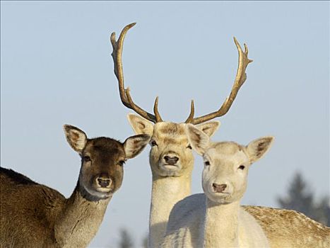 扁角鹿,冬天,捕获,动物