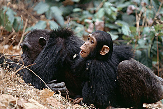 坦桑尼亚,冈贝河国家公园,黑猩猩,幼兽,大幅,尺寸
