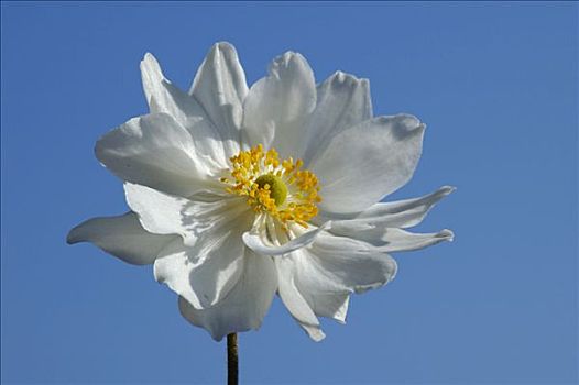 白色,银莲花
