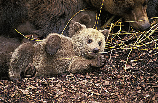 棕熊,幼兽