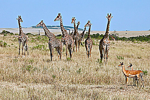 两个,雌性,长颈鹿,马赛马拉国家保护区