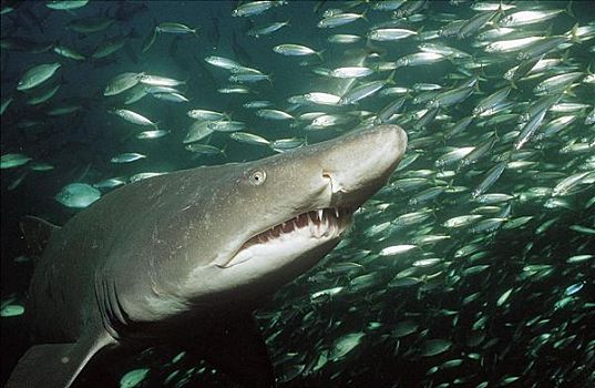 鲨鱼,牙齿,海洋动物