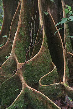 马来西亚沙捞越州沙捞越,穆鲁山国家公园热带雨林树木巨大板根