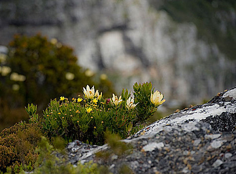 山花