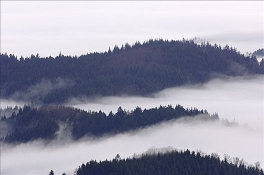 雾,树,黑森林,巴登符腾堡,德国