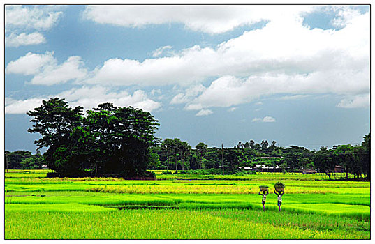 乡村,孩子,草,牛,绿色,稻田,孟加拉,九月,2006年