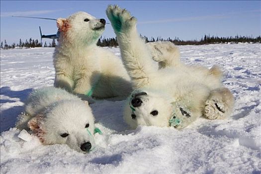 北极熊,3-4岁,老,幼兽,醒,麻醉,嘴唇,纹身,耳,脆弱,瓦普斯克国家公园,曼尼托巴,加拿大