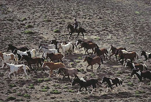 高卓人,骑马,牧群,哺乳动物,巴塔哥尼亚,阿根廷,南美