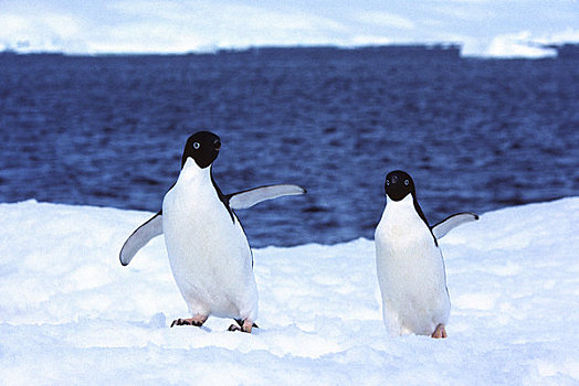 南极半岛,区域,岛屿,阿德利企鹅,走