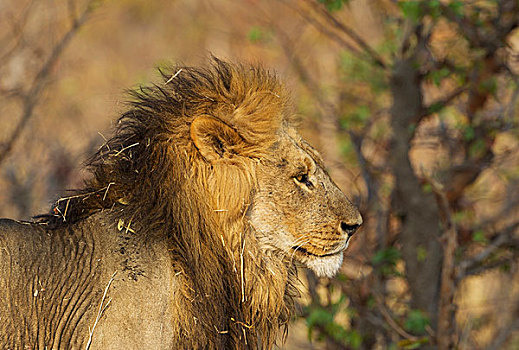 狮子,雄性,萨维提,乔贝国家公园,博茨瓦纳,非洲