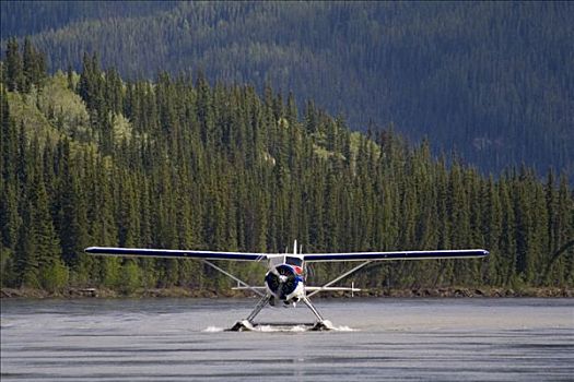降落,水上飞机,两栖飞机,加拿大,海狸,育空河,河,育空地区,北美