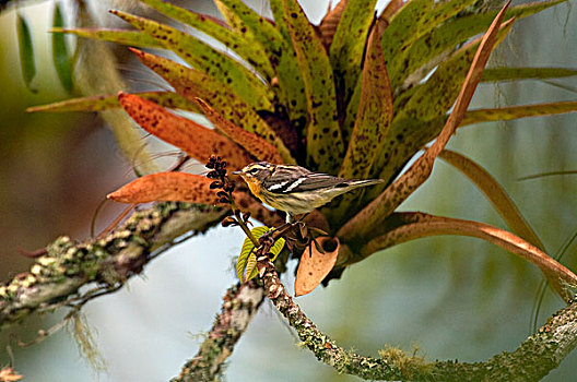 鸣禽,林莺属,哥伦比亚