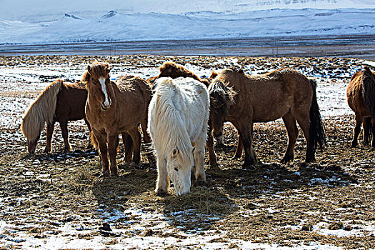 牧群,彩色,冰岛马,草地