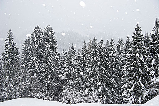 针叶林,冬天,阿尔卑斯山,上巴伐利亚,德国
