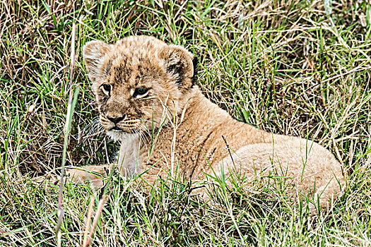 幼狮,狮子,马赛马拉国家保护区,肯尼亚,非洲
