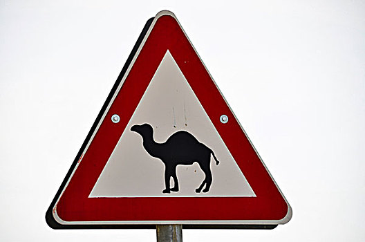 警告标识,骆驼,以色列,中东,中亚
