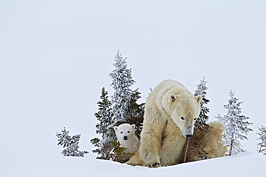母兽,北极熊,幼兽,瓦普斯克国家公园,曼尼托巴,加拿大