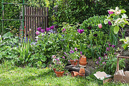 郁金香,花坛,陶制器具,花园
