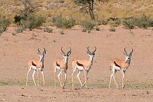 跳羚,雄性,走,干燥,地面,卡拉哈迪大羚羊国家公园,北开普,南非,非洲